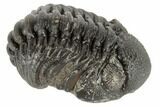 Wide, Partially Enrolled Morocops Trilobite - Morocco #190568-1